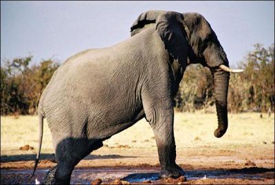 La gestation chez l'éléphant dure deux ans.