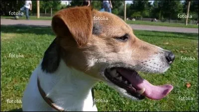 Les chiens halètent parce qu'ils sont fatigués.