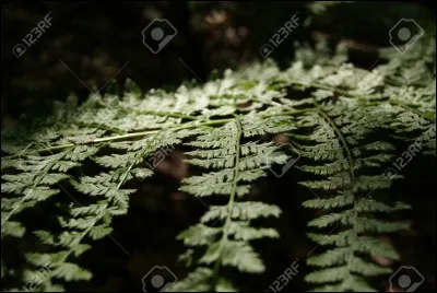 Au rugby, l'emblème de la Nouvelle-Zélande est la fougère.