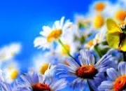 Quiz Culture gnrale en fleur !