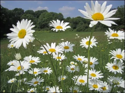 Quelle fleur effeuille-t-on en disant "il m'aime, un peu, beaucoup, passionnément..." ?