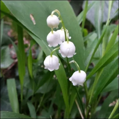 Quel pays le muguet symbolise-t-il ?