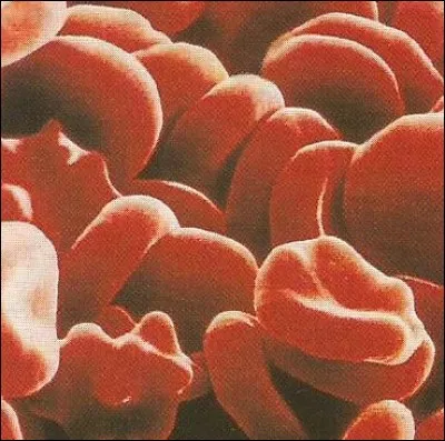 Les globules rouges ou "hématies" sont appelées également...