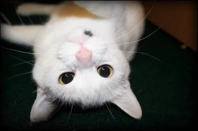 Quelle est ton image préférée ?