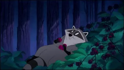 Pour quel objet Meeko, l'ami de Pocahontas, se prend-il d'admiration avant de le donner à la belle Indienne pour qu'elle sache où trouver son amour ?