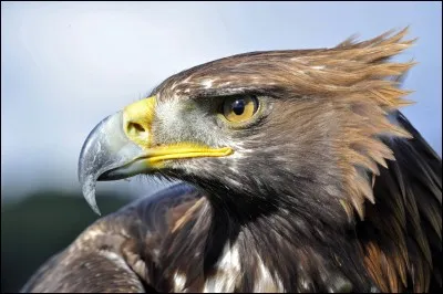 Combien vaut un "aigle" américain ?