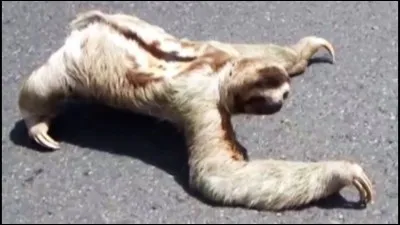 Si ce n'est pas un paresseux, un "aï" est...