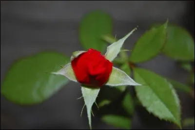 Quel personnage de conte assiste à la naissance d'une rose ?