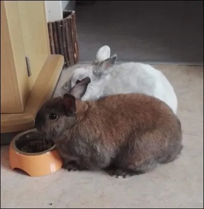 Quel est le régime de base du lapin ?