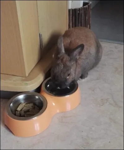 Quelle est la quantité d'eau que boit un lapin par jour ?
