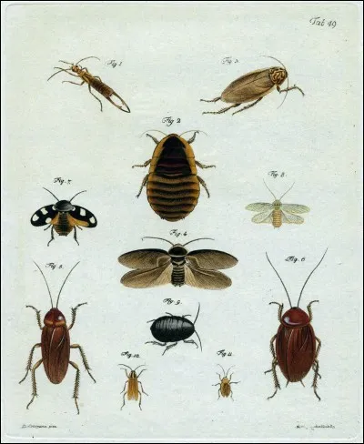 Comment reconna&icirc;t-on un insecte ?