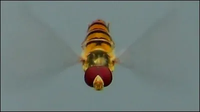 Quelle sorte d'insecte est le syrphe, qui sait voler sur place ?