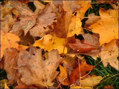 Qui a écrit les paroles de la chanson 'Les feuilles mortes' ?