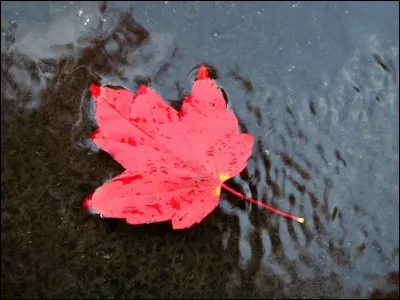 La feuille d'érable est l'un des emblèmes officiels de quel pays ?