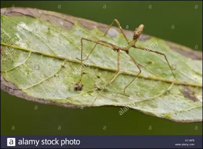 Pour que la "phase" devienne un b&acirc;tonnet, il faut ajouter la lettre...