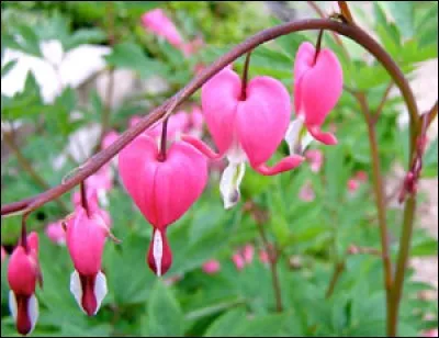 Il faut ajouter une lettre &agrave; "dientra" pour avoir une fleur : quelle lettre ?