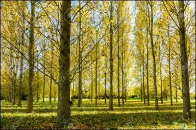Pour que "peupler" devienne un arbre, il faut ajouter la lettre...