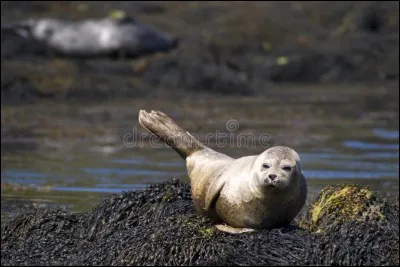 La première chose que tu fais, c'est...