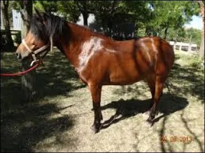 Quel est le nom de ce cheval de course ?