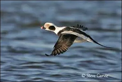 Le cacaoui est un petit canard sauvage, originaire de Terre-Neuve.
