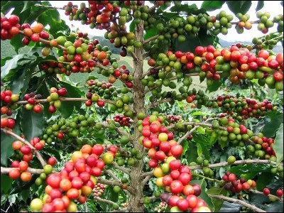 Quel nom donne-t-on au fruit du caféier ?