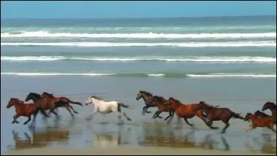 Si tu devais galoper, où galoperais-tu ?