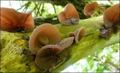 Quel est le nom de ce champignon ?