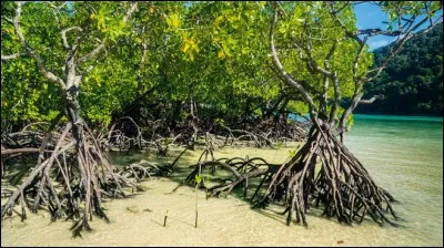 A quel pays appartient l'île de Célèbes ?