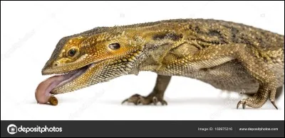 Vous préférez manger...