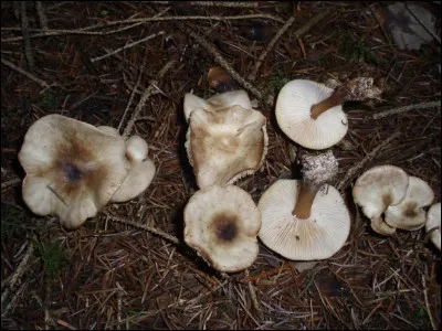 Je suis un botaniste spécialisé dans l'étude des champignons. Que suis-je ?