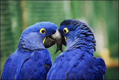 Quel est cet oiseau ?