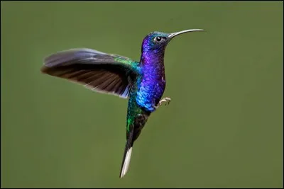 Quel est cet oiseau ?