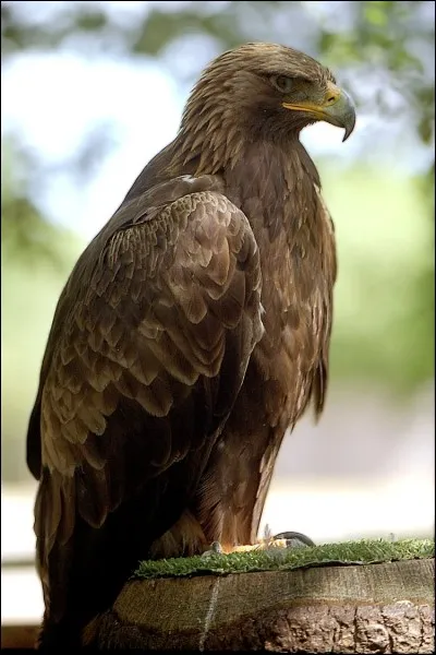 Quel est cet oiseau ?