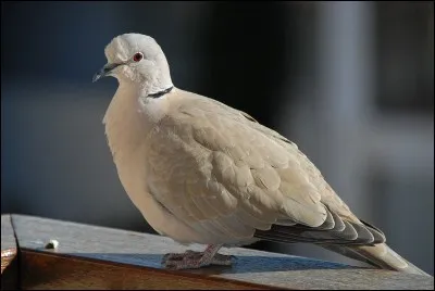 Quel est cet oiseau ?