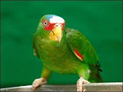 Quel est cet oiseau ?