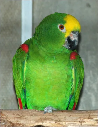 Quel est cet oiseau ?