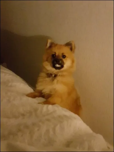 Comment s'appelle son chien ?