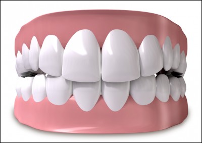 Le nombre de molaires dans la dentition humaine par rapport à celui d'incisives...