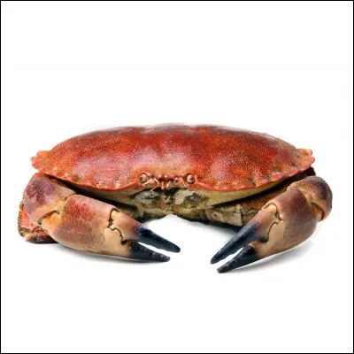 Qu'est-ce qu'un dormeur ?