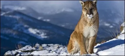 Sous quel nom le couguar est-il plus connu ?