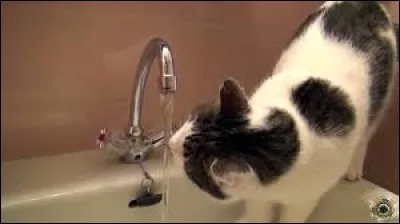 Ce chat boit l'eau au robinet parce qu'il ... soif.