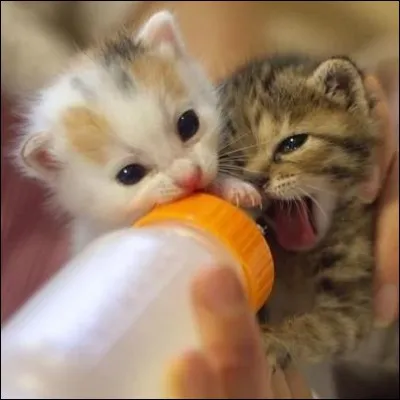 Ces chatons ... tellement faim qu'ils se battent pour avoir du lait.