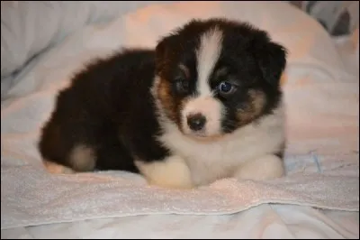 Plus tard, nous en ... un autre. Celui-ci !