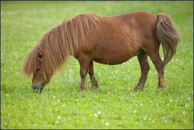 Quelle est cette race de poneys ?