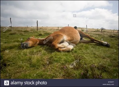 À quel âge le plus vieux cheval du monde est-il mort ?