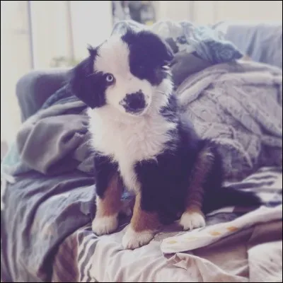 Comment s'appellent ses deux chiens ?