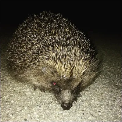 Qui est mon petit copain ?