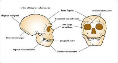 Quel est l'autre nom du crâne humain ?