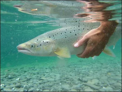 Lequel de ces poissons peut s'adapter à la fois à l'eau salée et à l'eau douce ?