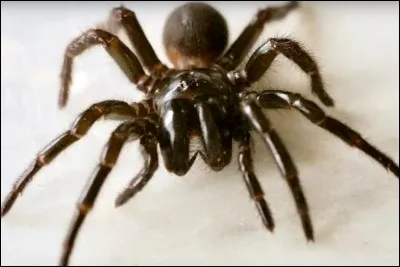 Quel est le nom de cette espèce d'araignée endémique de la région de Sydney ?